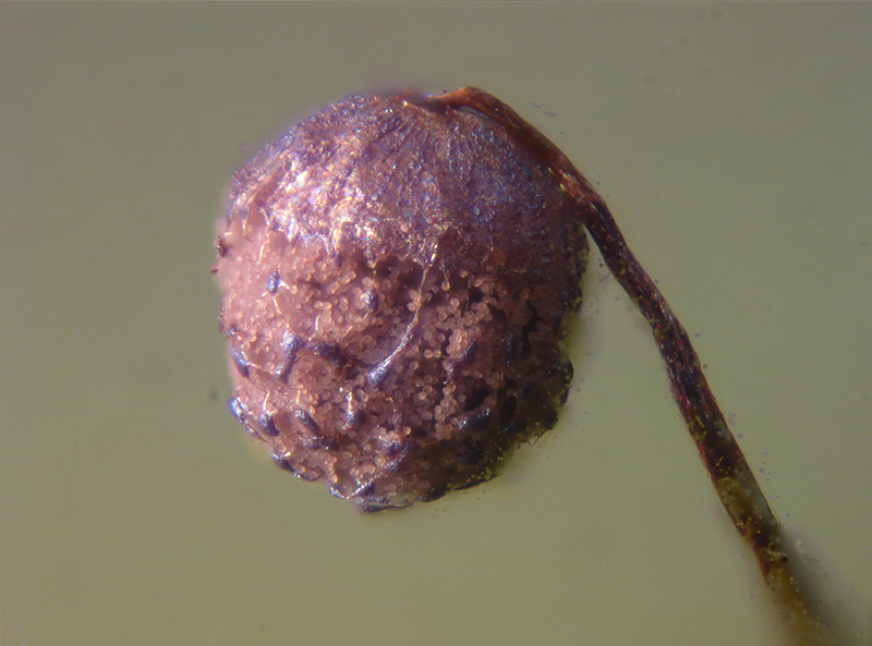 Cribraria languescens?